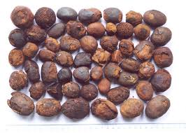 Manufacturers Exporters and Wholesale Suppliers of Ox Gallstone Amritsar Punjab